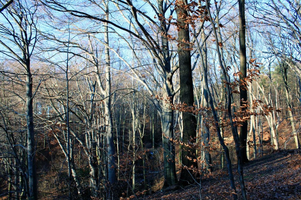 Ferienwohnung Natur und Kunst Dresden Exterior foto